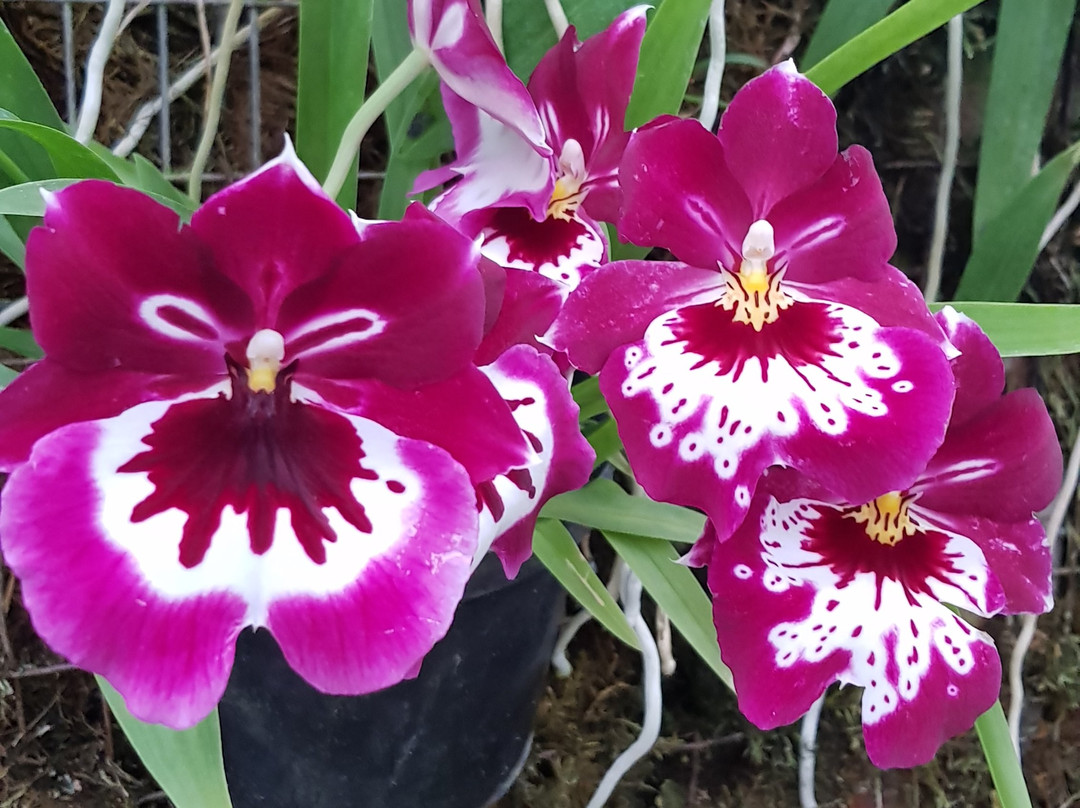 Ecuagenera - Orchids from Ecuador景点图片
