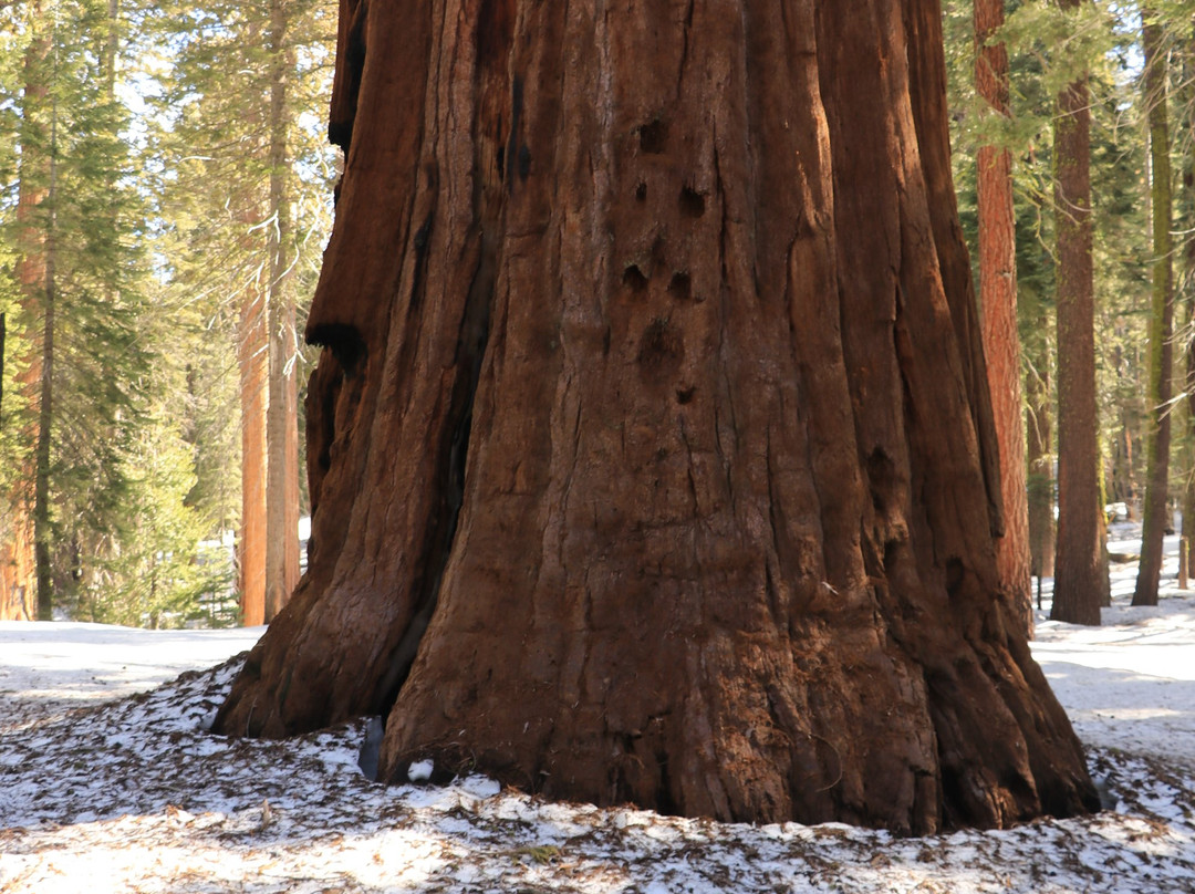 McKinley Tree-Three Rivers必去景点