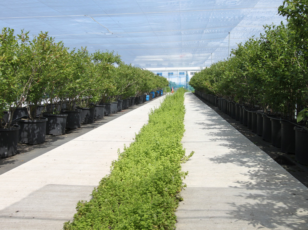 Morinohatake The Blueberry Farm-须坂市必去景点