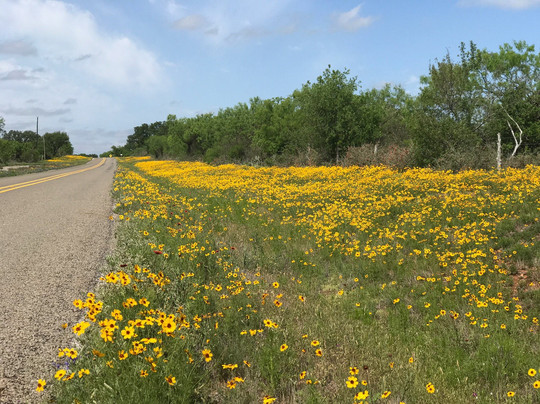 Bluebonnet Trail-Llano必去景点