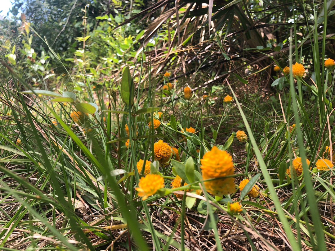 Welaka State Forest-Welaka必去景点
