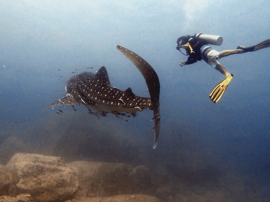 Dive Seacret-玛岛必去景点