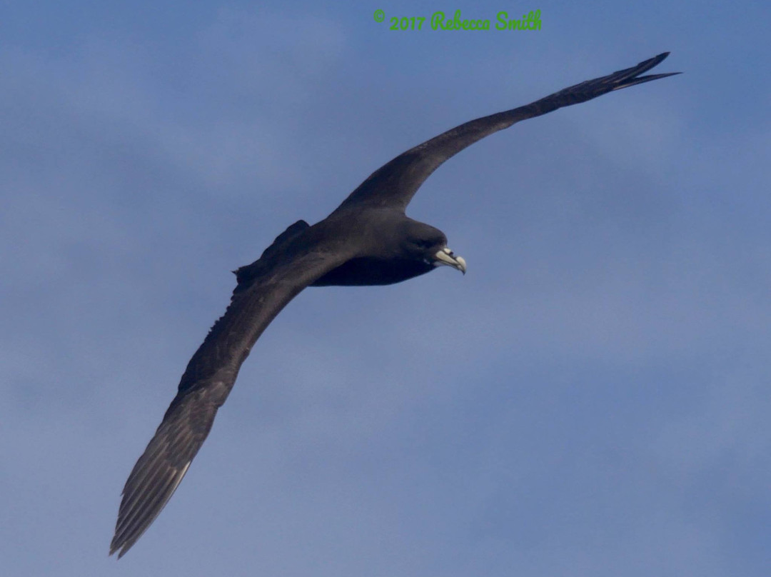 Archaeopteryx Birding and Nature Tours景点图片