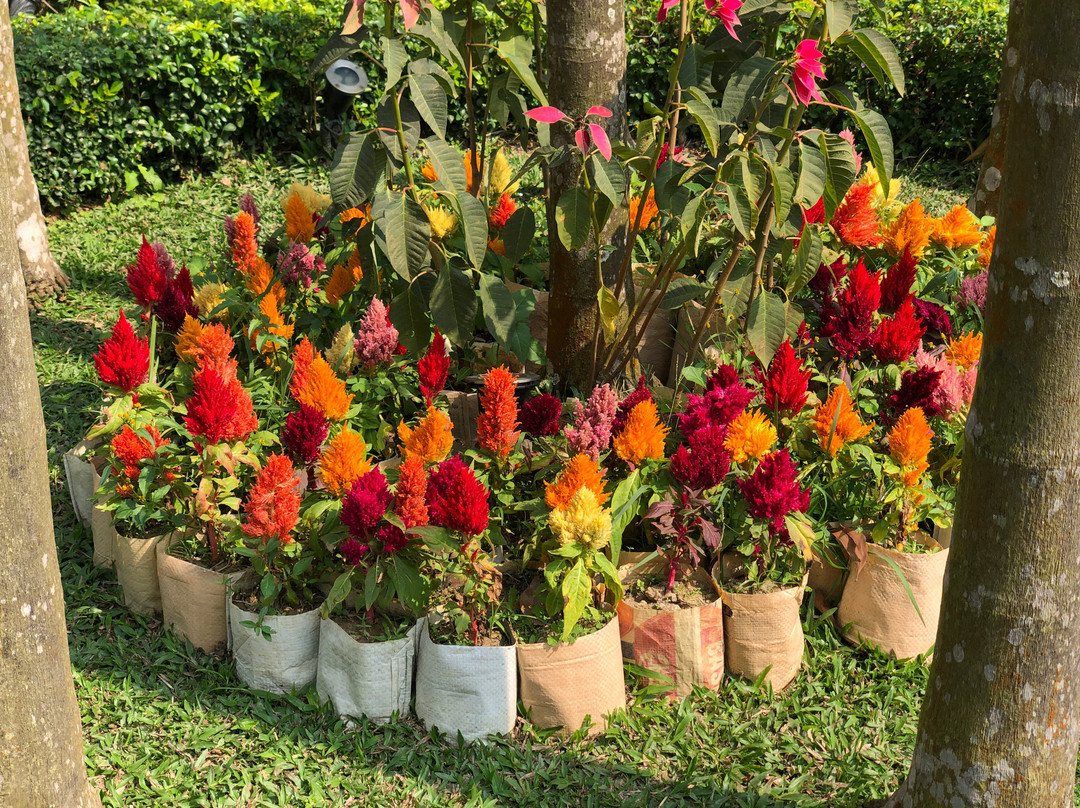 Grand Sultan Tea Resort & Golf主图