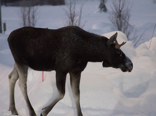 Svea Snowmobile-Jukkasjarvi必去景点