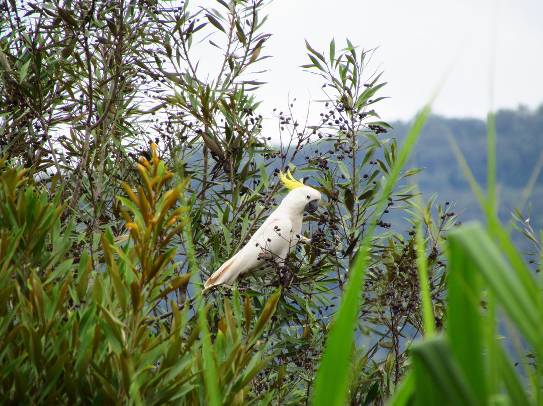 Daintree Manor B&B主图