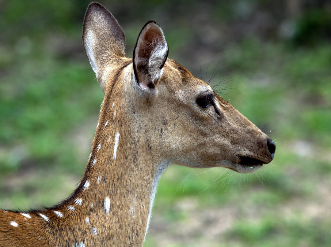 Sri Lankan Tour Leaders-科伦坡必去景点