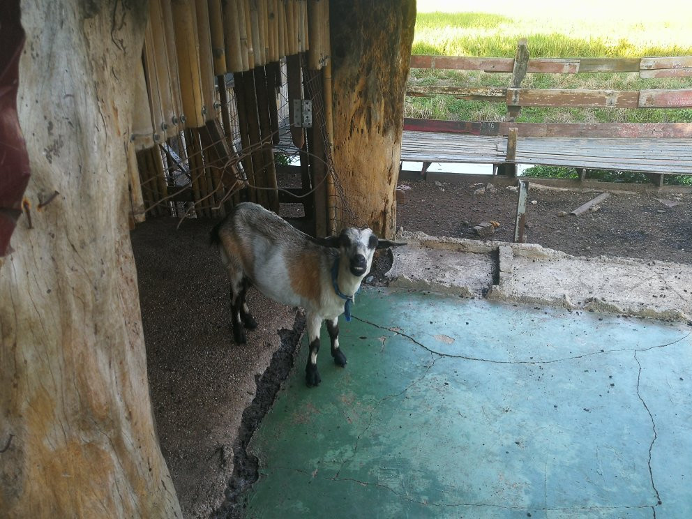 Ladang Madu Kelulut Ori DUKUN JAYA景点图片