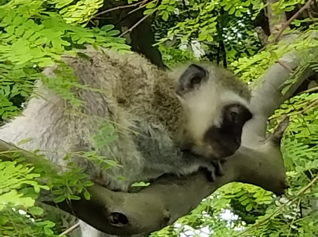 Goble Palms Guest Lodge & Urban Retreat主图