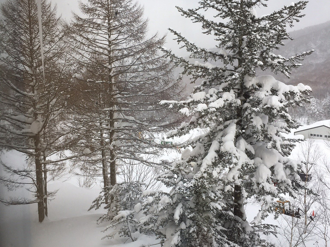 Shigakogen Yakebitaiyama Ski Area景点图片