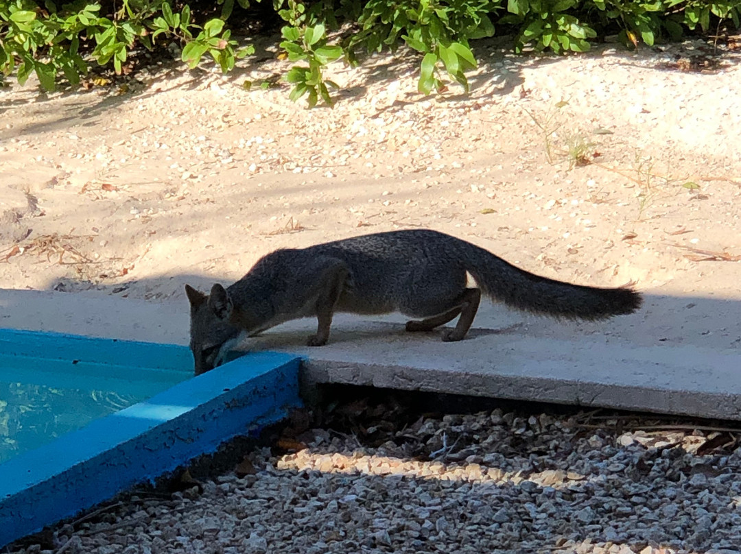 Xixim Mundo Imperial主图