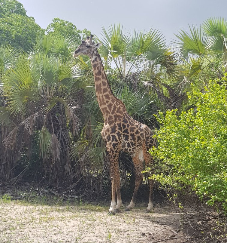 Selous Game Reserve景点图片