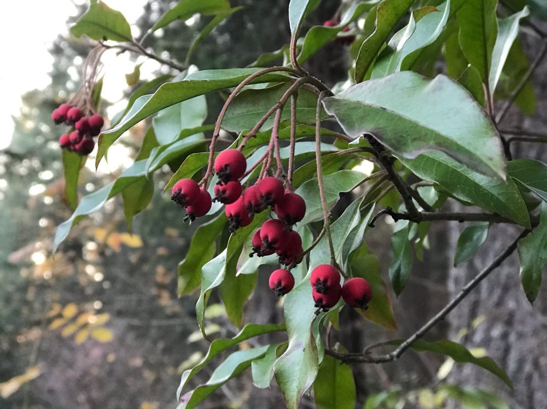 Lake Wilderness Arboretum-Maple Valley必去景点