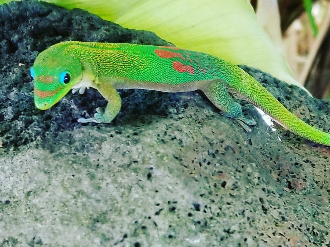 Hawaii Island Resort主图