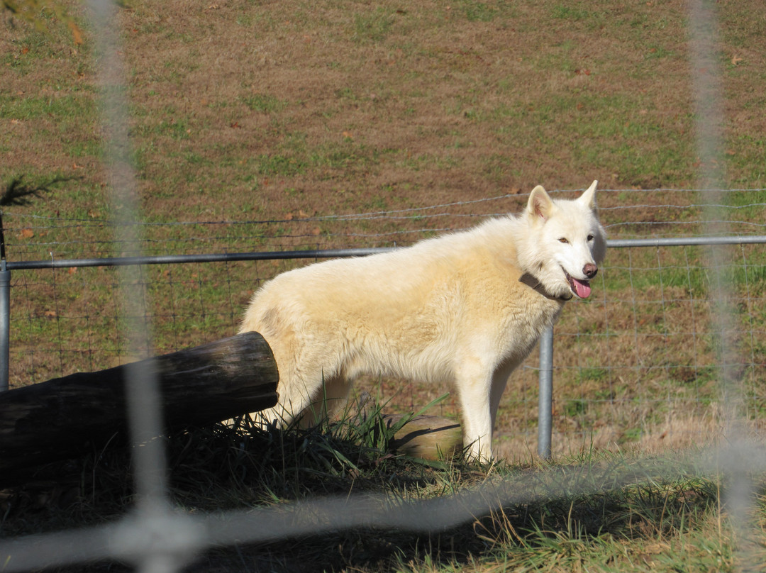 Wolf Paws Positive Awareness Wolfdog Sanctuary-Dandridge必去景点