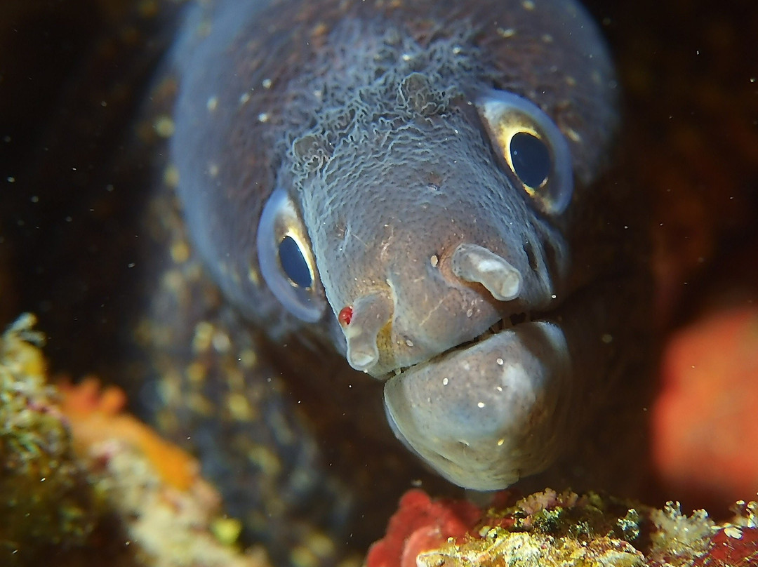 Unica Diving Elba景点图片