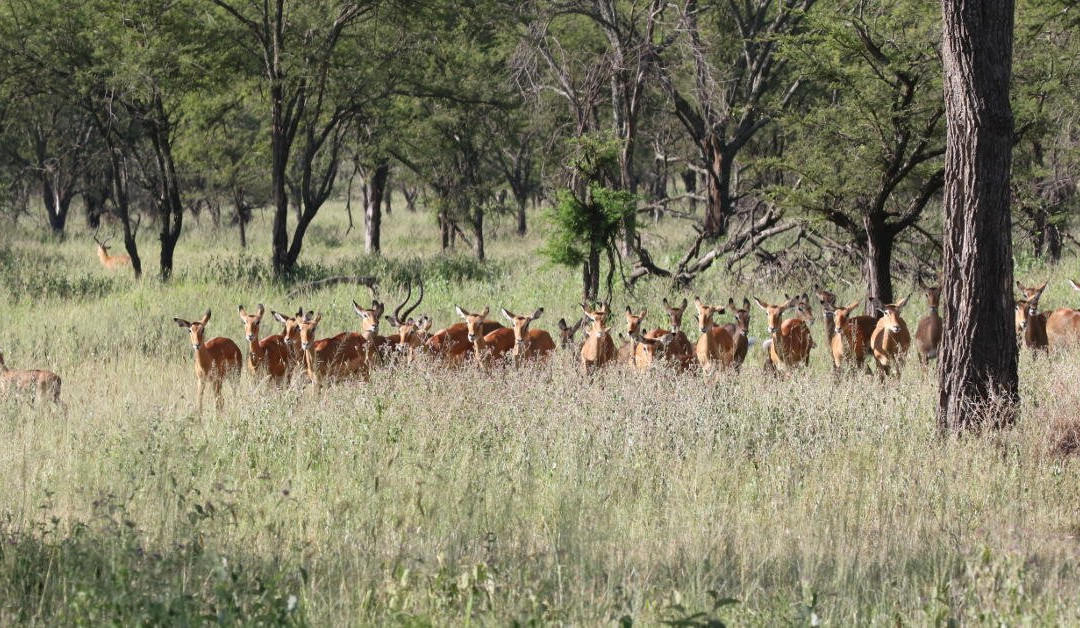 Somewhere in Africa-阿鲁沙必去景点