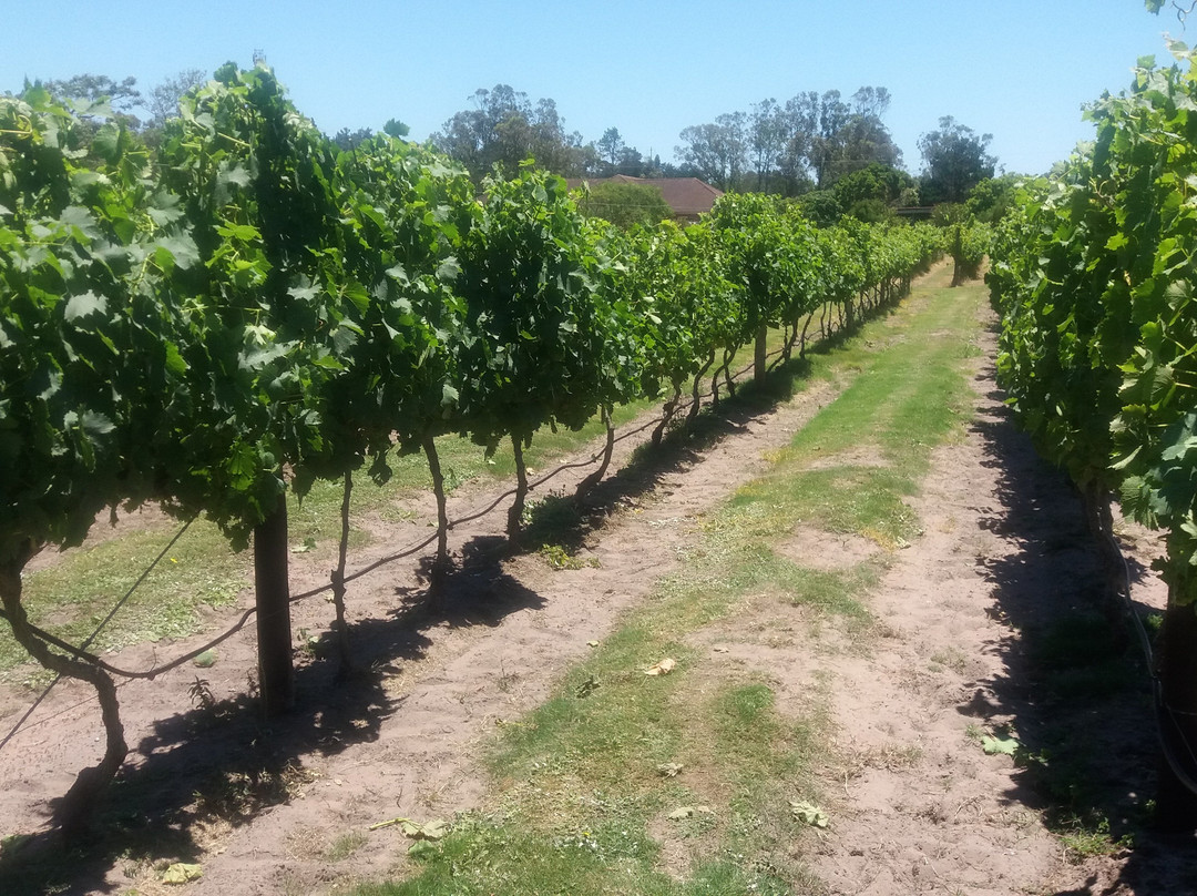 Theescombe Estate Wine Farm-伊丽莎白港必去景点
