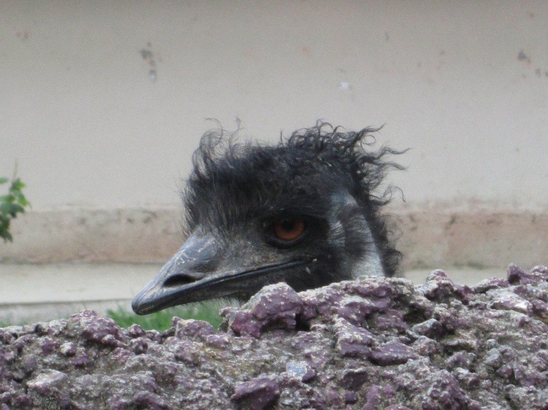 Zoologico de Altiplano-Tlaxcala必去景点