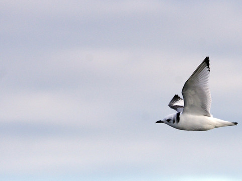 Rejsy na Ptaki-格但斯克必去景点