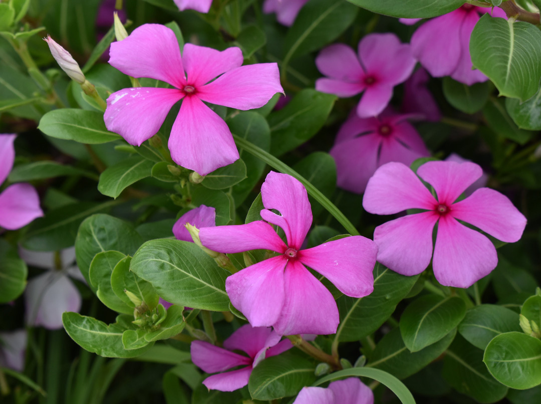 Naito Museum of Pharmaceutical Science and Industry-各务原市必去景点