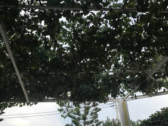 Restaurant CAP BON el kala主图