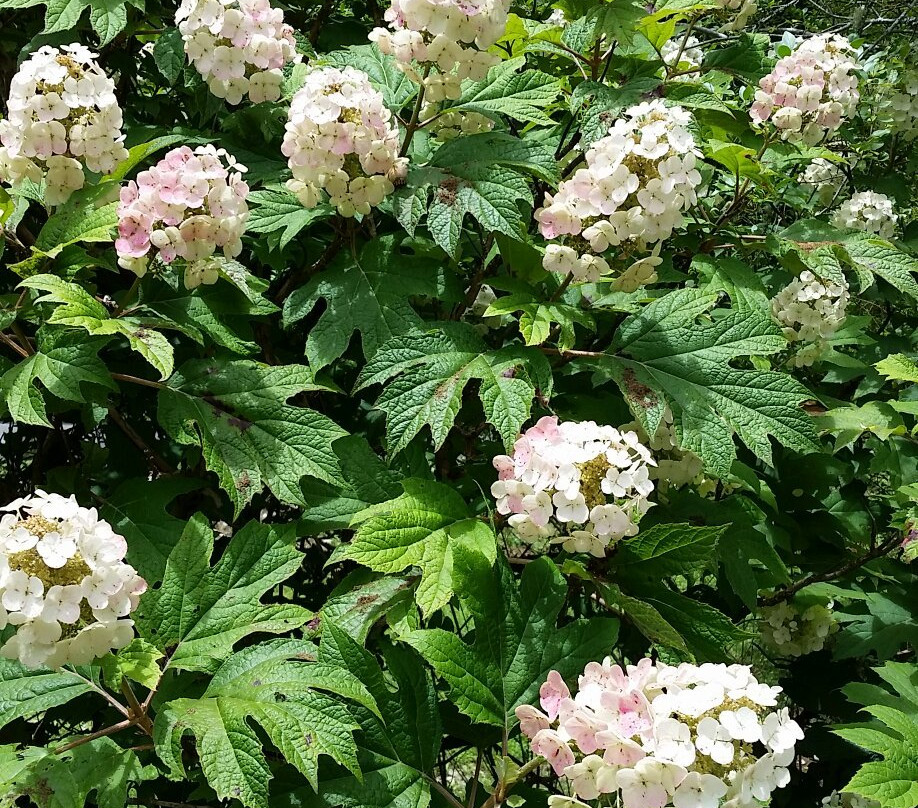 The Lily Barn Garden-汤森必去景点