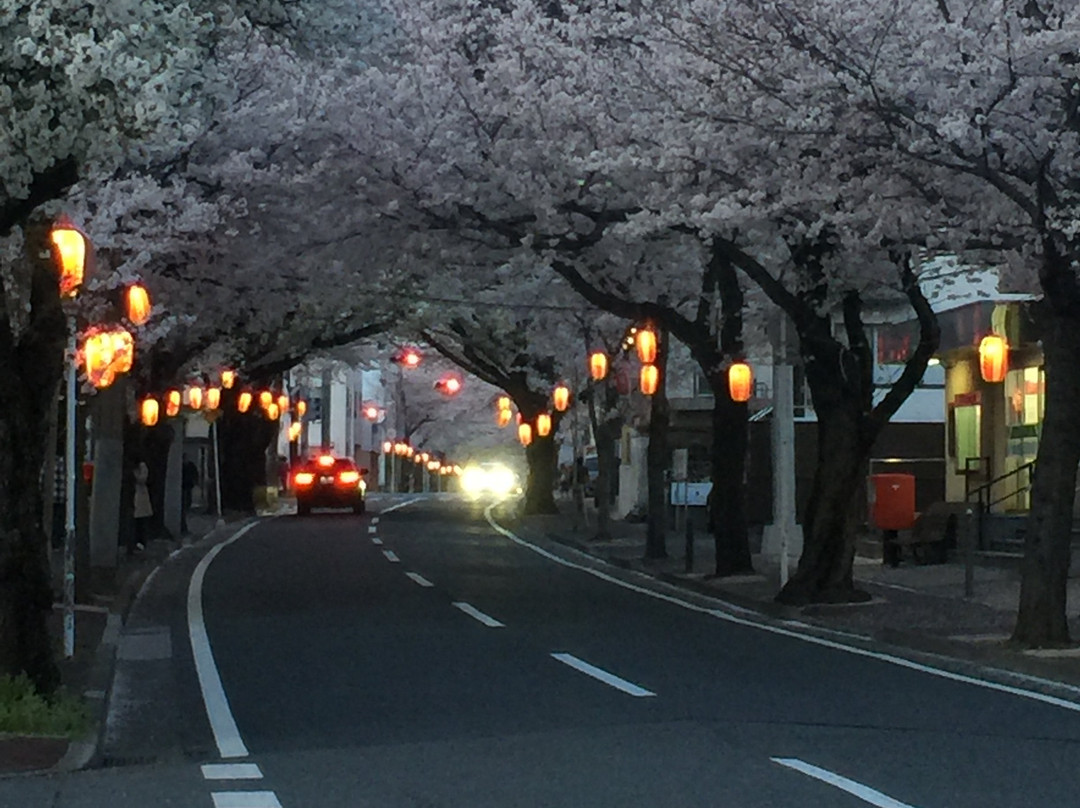 Tokiwadaira Cherry Blossom Promenade-松户市必去景点