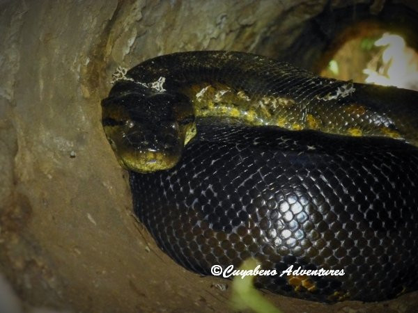 Cuyabeno Adventures-Nueva Loja必去景点