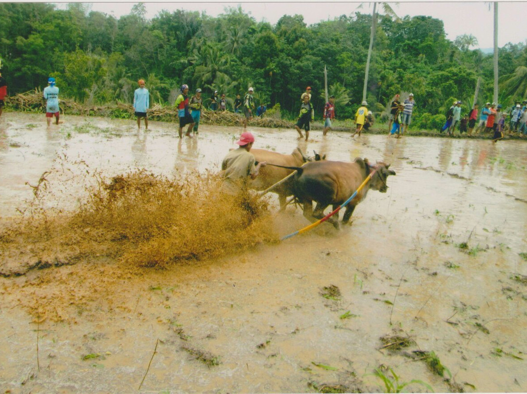 Bull Race Festival-Payakumbuh必去景点
