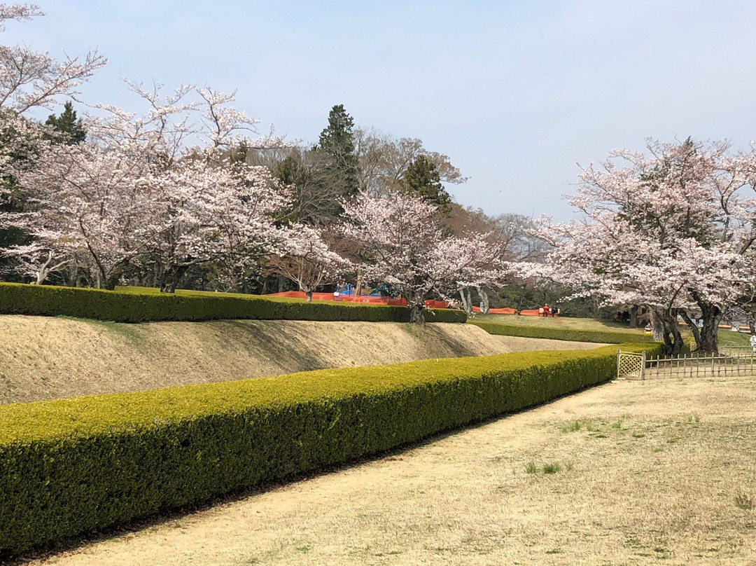 Sakura Castle Site Park景点图片