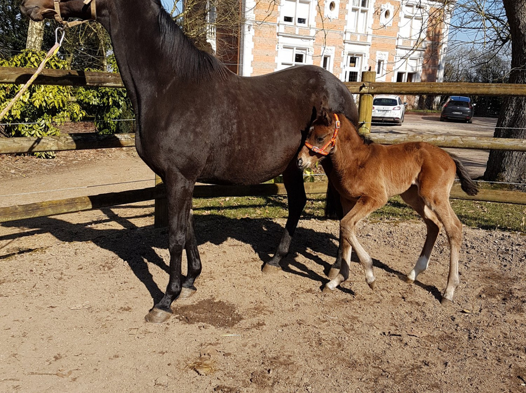 Haras de Coddes主图