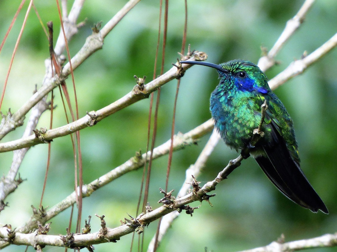 Monteverde Hummingbird Gallery景点图片
