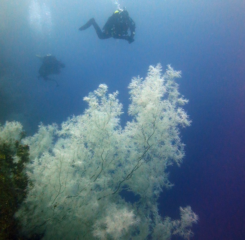 Descend Scuba Diving - Milford Sound景点图片