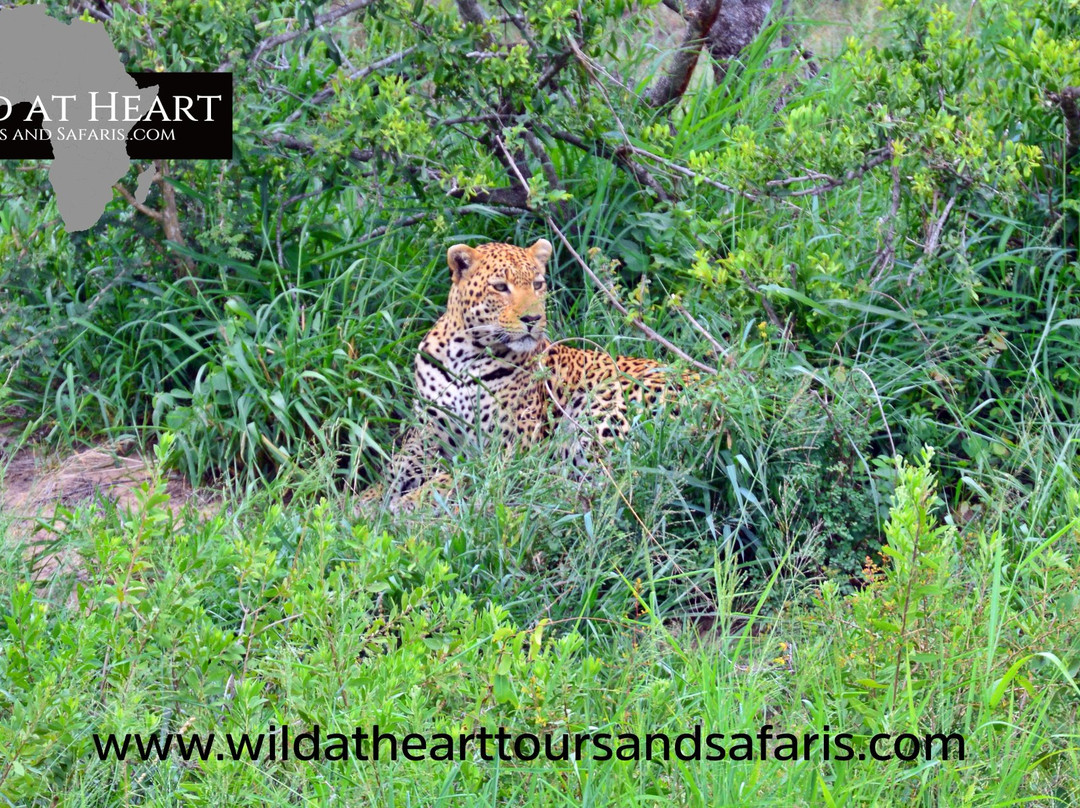 Wild at Heart Tours and Safaris (Pty) ltd.景点图片