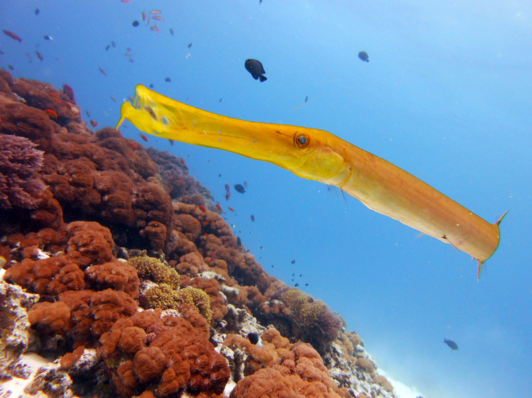 The Zanzibar Dive Centre, One Ocean-基万嘎必去景点
