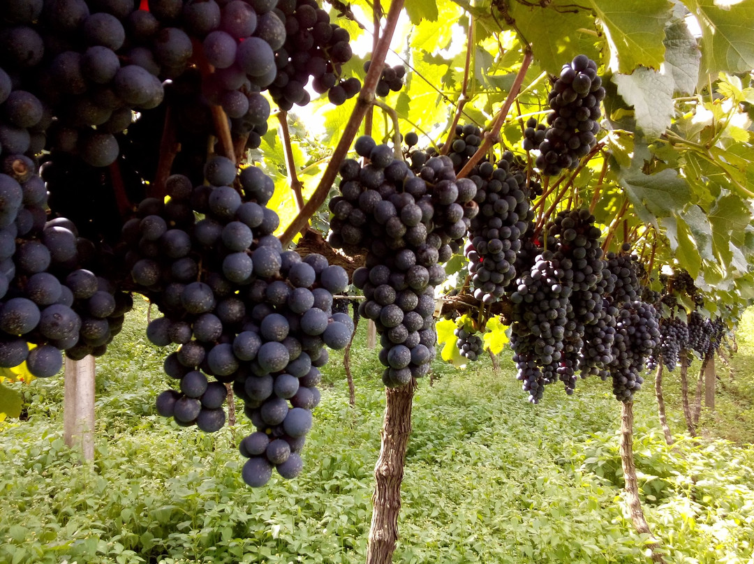 Casa Fantin-Monte Belo do Sul必去景点