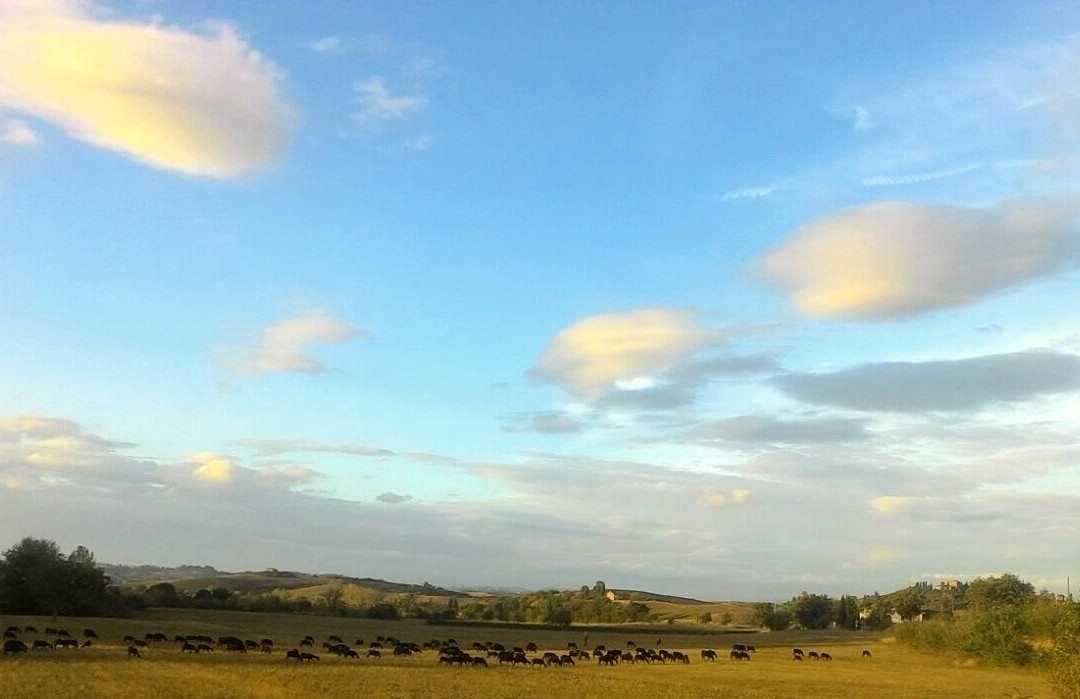 Orciatico旅游攻略图片