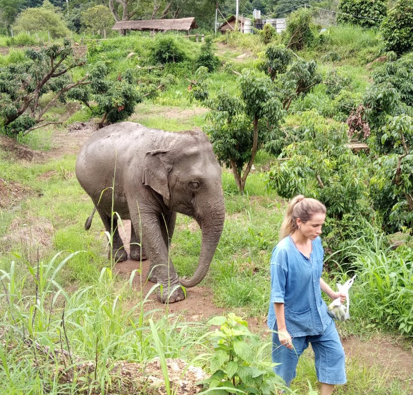 Baan Tung Lakorn Elephant Camp-夜登必去景点