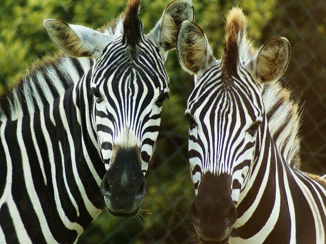 Tierpark Irgenöd景点图片