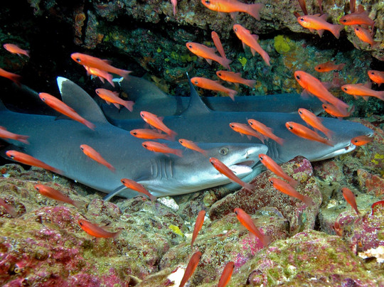 Galapagos Booking Travel-Puerto Baquerizo Moreno必去景点