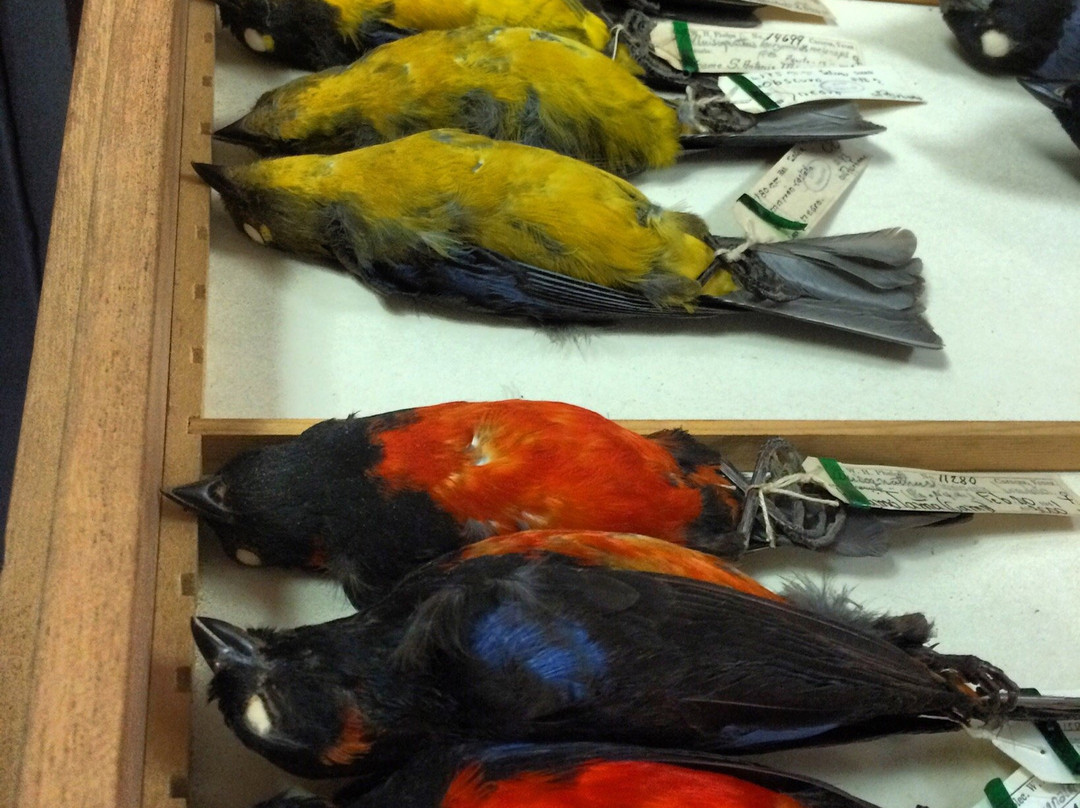 Coleccion Ornitologica William H. Phelps-加拉加斯必去景点