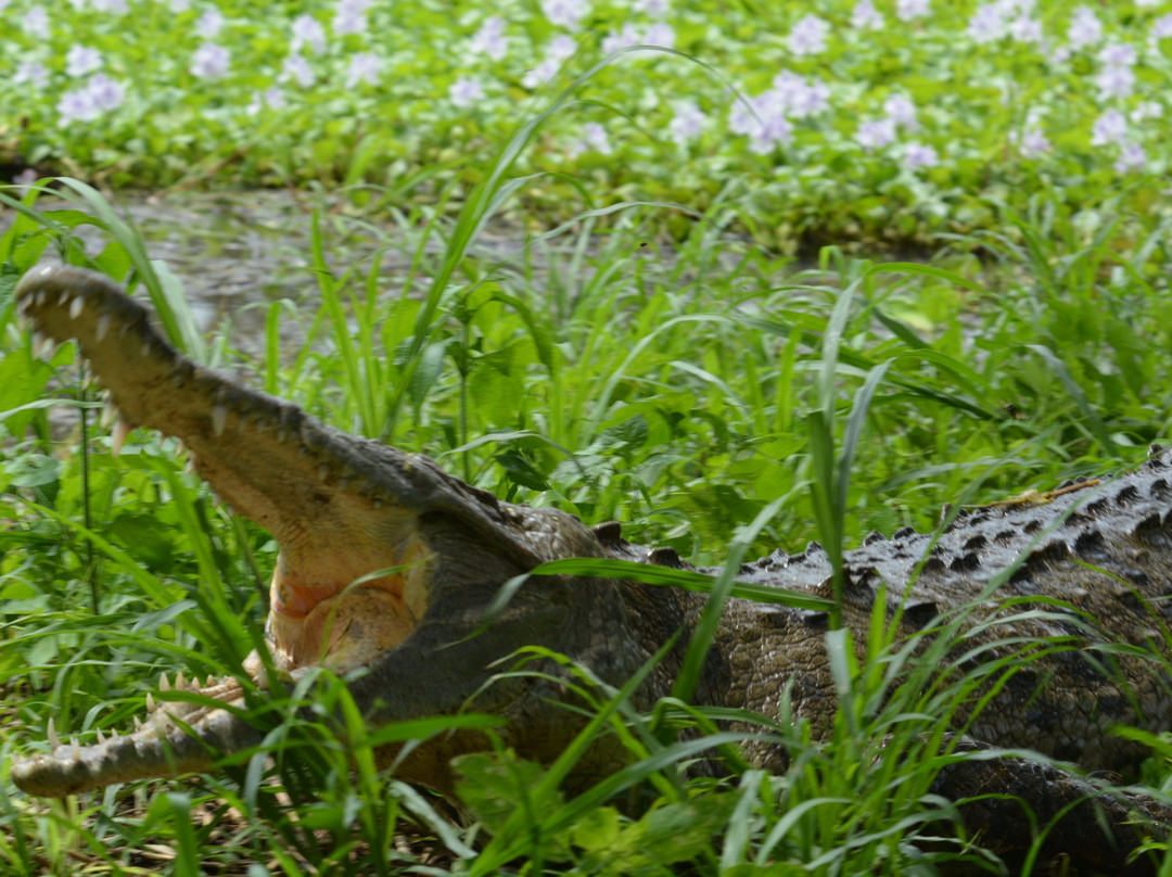 Croclandia & The American Crocodile Sanctuary景点图片