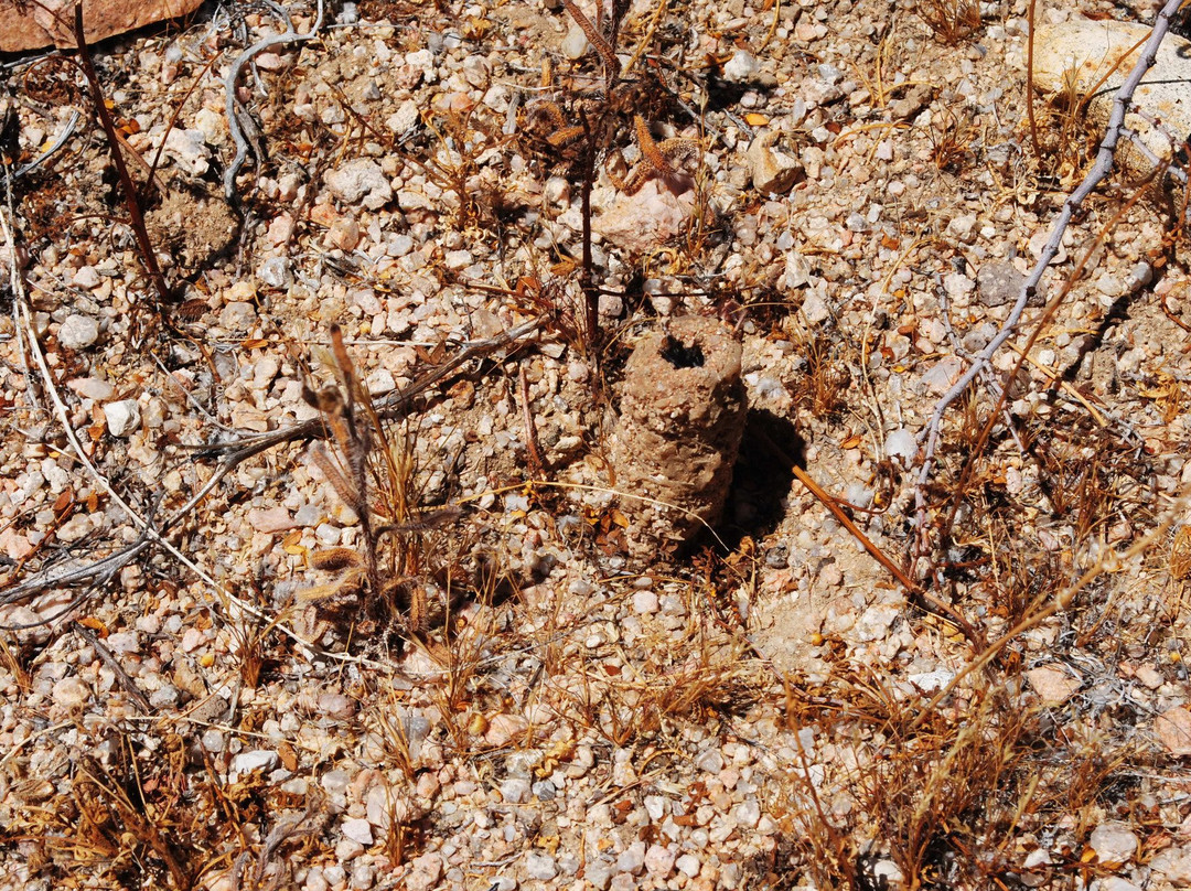 Desert Tortoise Natural Area-California City必去景点