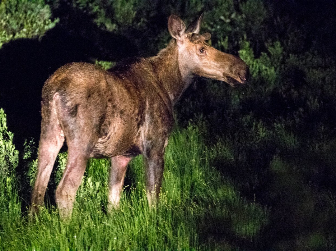 Gorham Moose Tours-Gorham必去景点