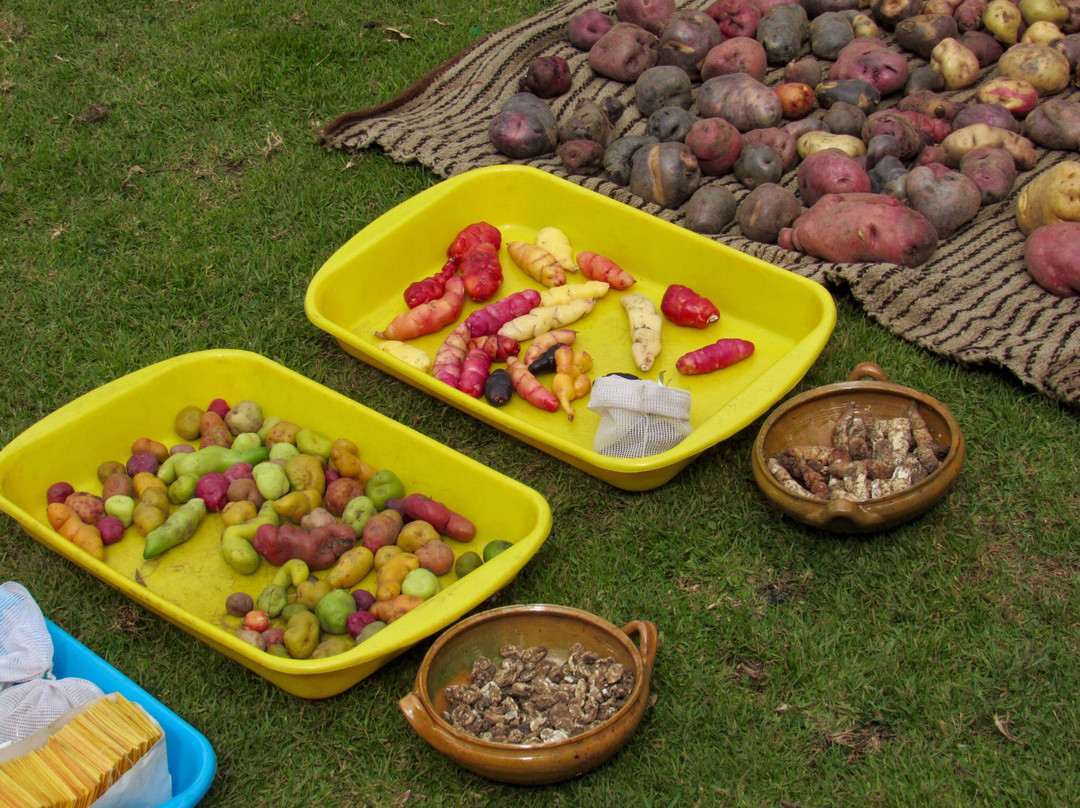 Potato Park-Pisac必去景点