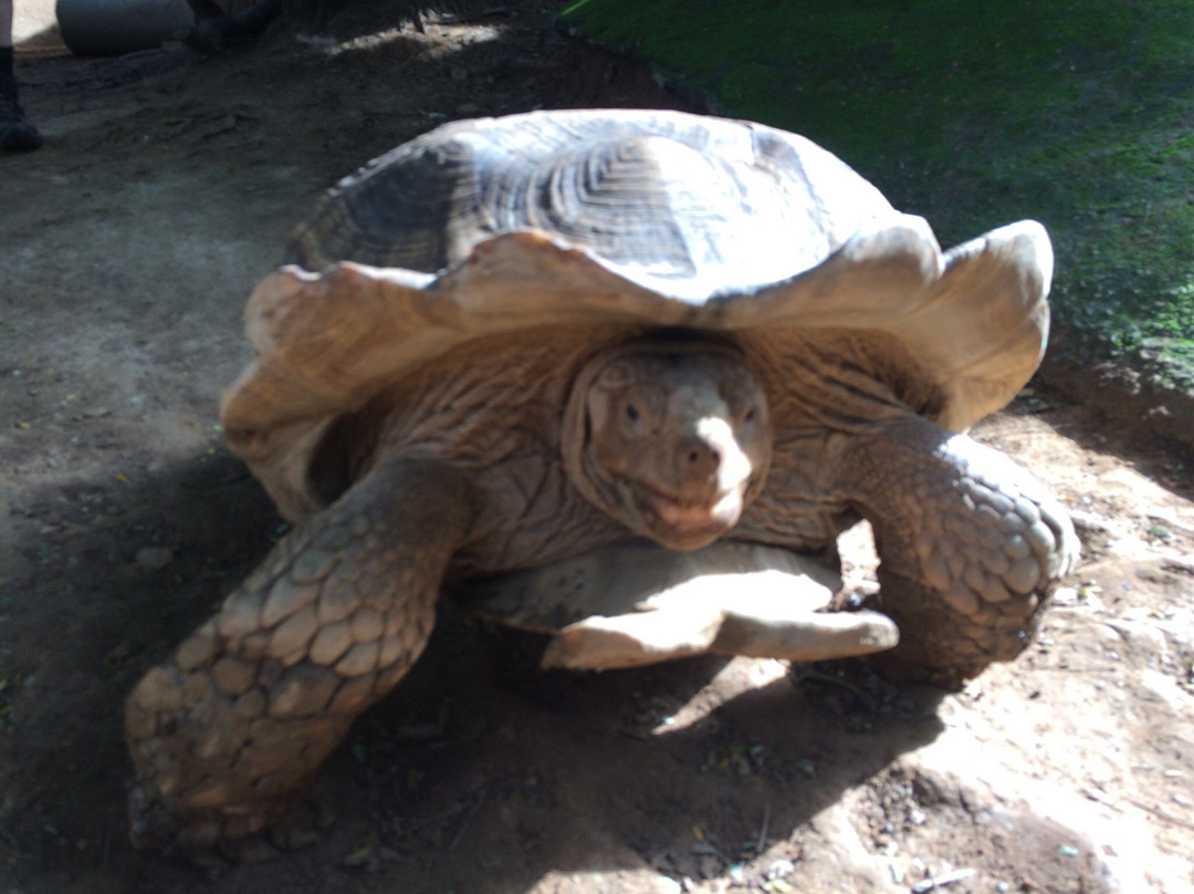 Kumasi Zoo-库马西必去景点