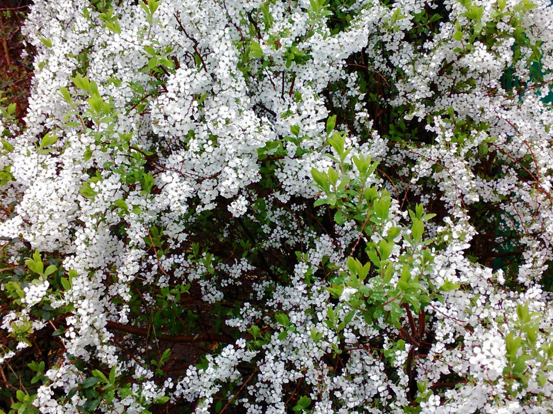 Hana Fantasia-野田市必去景点