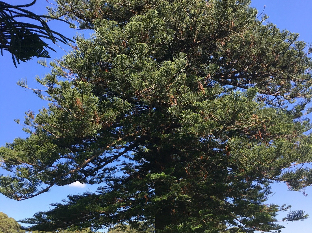 Cronulla State Park景点图片