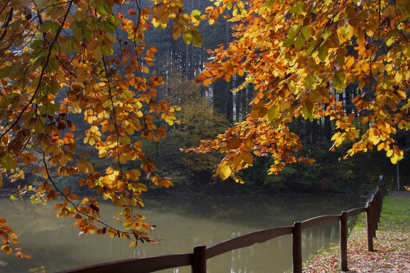 Agostyán Arboretum景点图片
